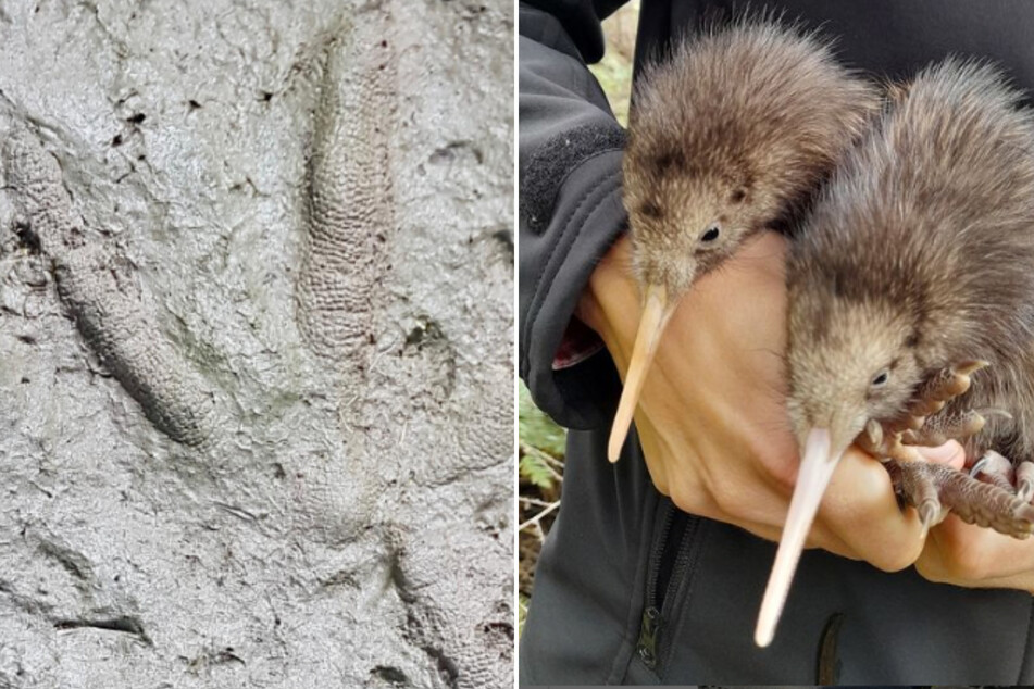First wild kiwi babies in a century sends shocks through New Zealand