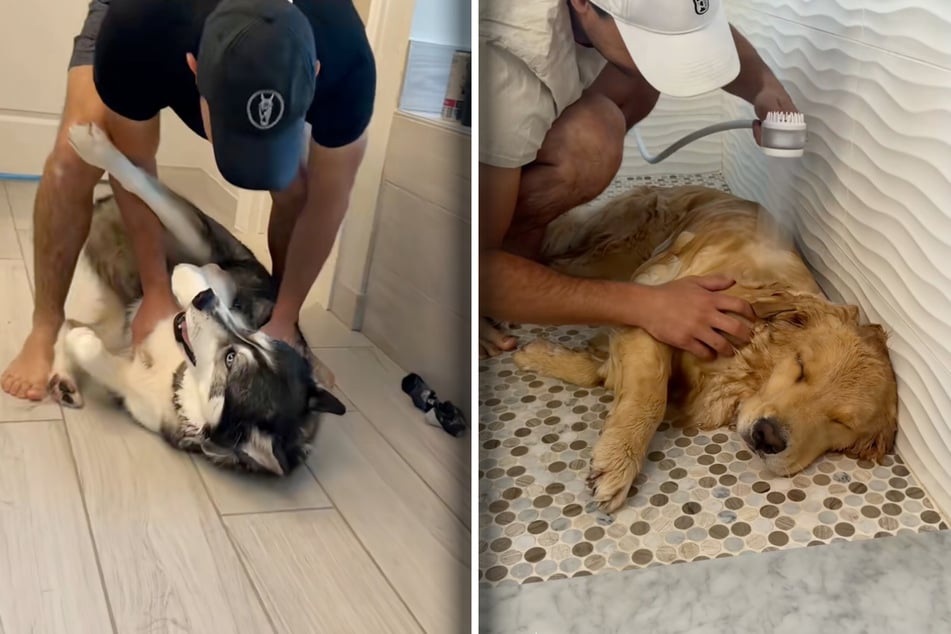 Husky Blue whines and “can’t” walk anymore on the way to bath time. Golden Retriever Maverick, on the other hand, is thoroughly enjoying his bath.