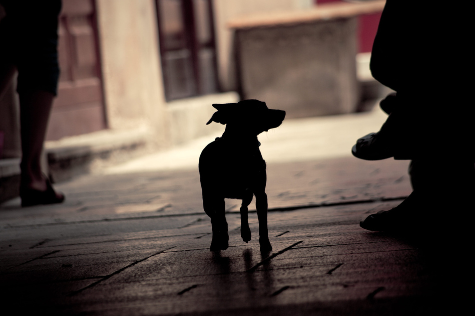Frank the dog was rescued from the street as a puppy (stock photo).