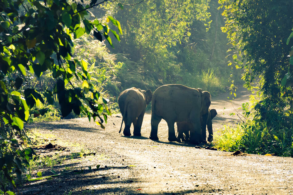 This tiny elephant species is at risk of extinction
