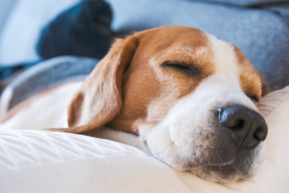 No matter how sociable your dog is, it will need a safe place to retreat to.