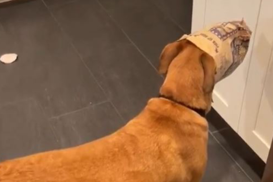 Dog gets head stuck inside a popcorn bag and his reaction is priceless!