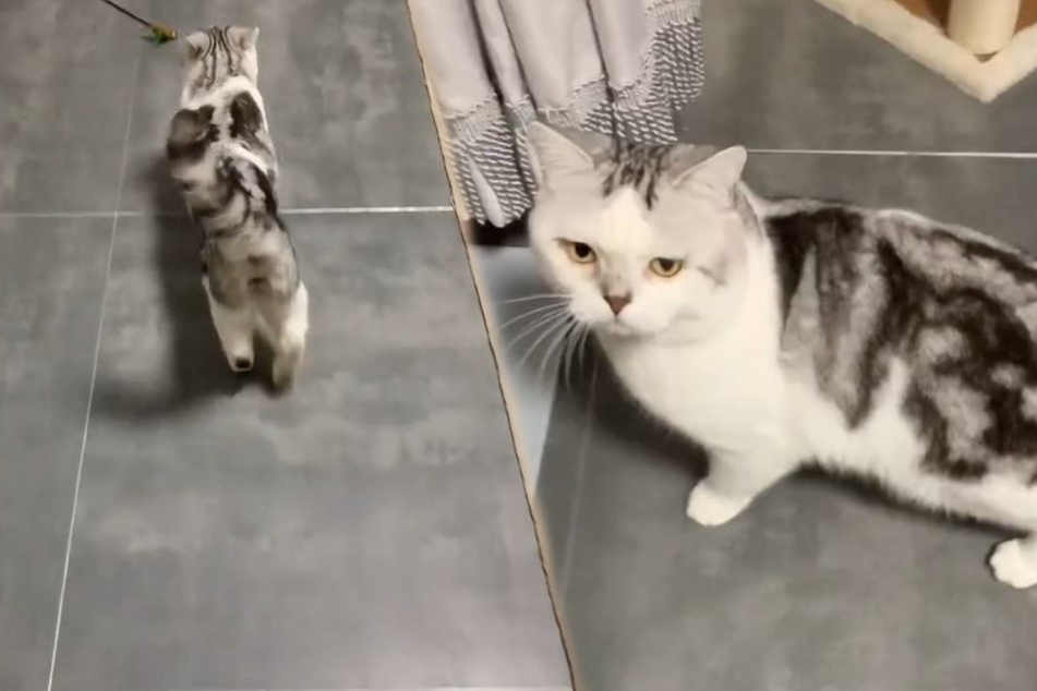 Cat wants food bowl refilled – right meow!