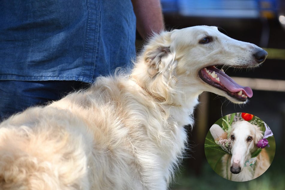 Borzoi dog breed temperament, price, and puppies: A guide to Russian wolfhounds