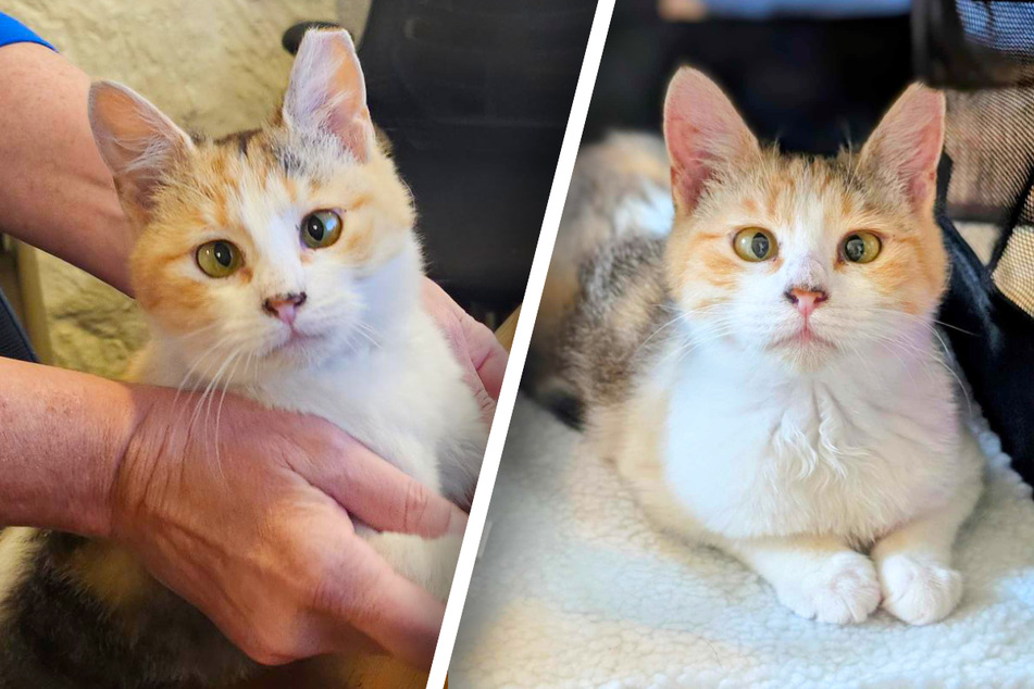 Adorable cross-eyed kitten gets forced out of her library home by city officials