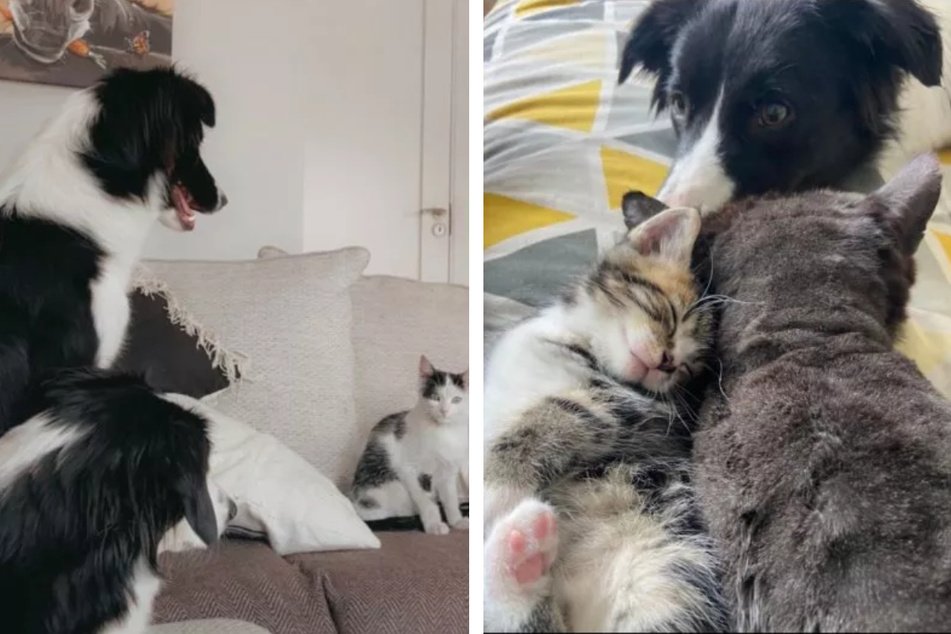 These two border collies do their best to take care of their "flock" of cats.