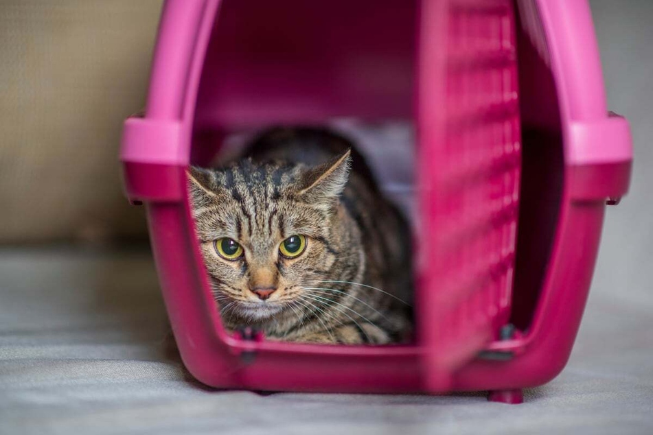 Panting helps cats to survive mentally stressful situations such as long car trips.