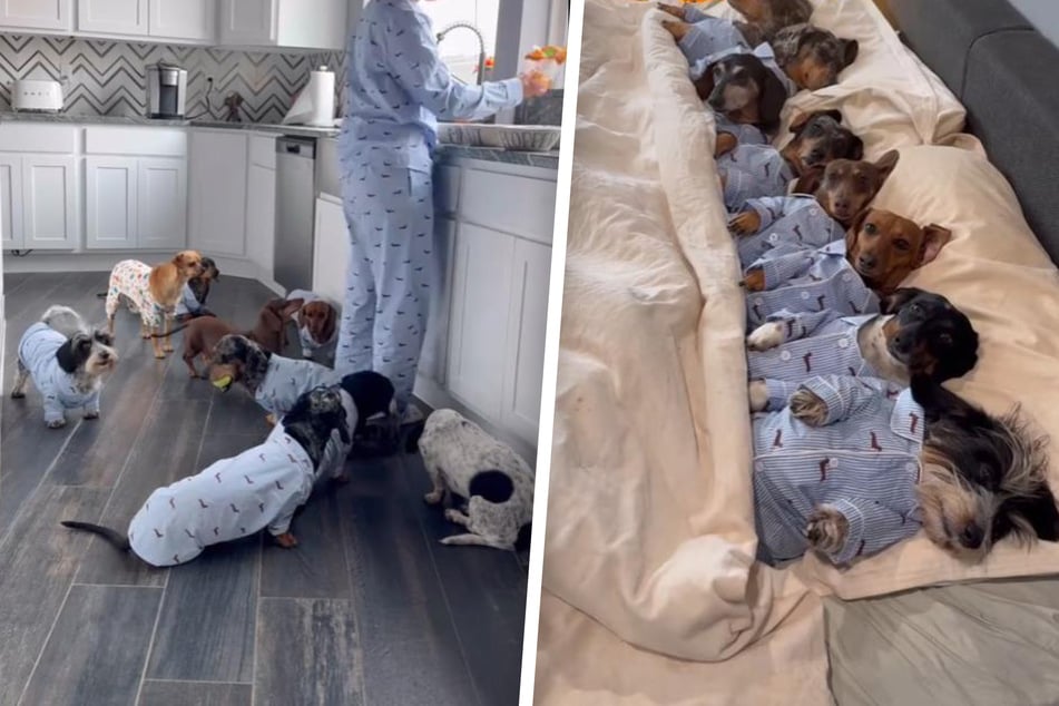 Eight Dachshunds go viral with their lavish "morning routine"