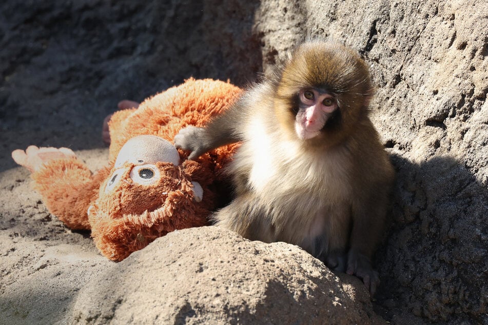 Punch the monkey has made headlines around the world for his adorable love for a stuffed orangutan toy.