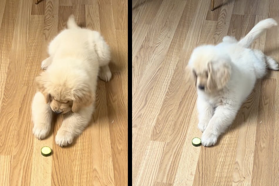 This golden retriever puppy had a dramatic reaction to encountering his first cucumber.