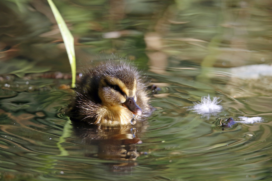 More than a billion and a half birds have been saved thanks to the Clean Air Act (stock image).