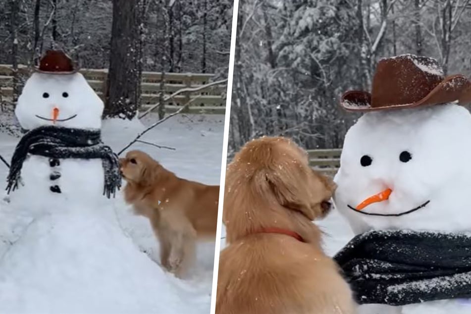 Dog meets happy snowman in adorable winter scene – then she chooses violence!