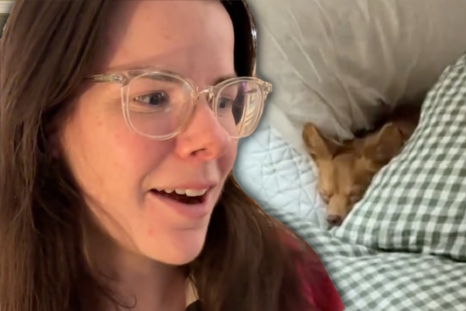 Dog mom catches four-legged friend snoozing in forbidden place – her reaction has users in tears