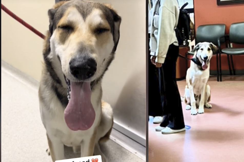 Dog's adoption fails for a heartbreaking reason!
