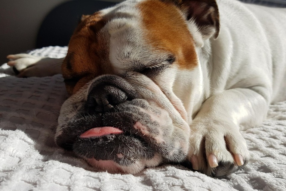 Bulldogs, especially American Bullies, are some of the most violent and dangerous dogs.