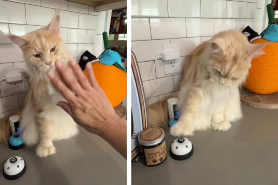 Maine Coon cat Rocco has found the cutest way to ask for treats, making it almost impossible for his owner to say no!