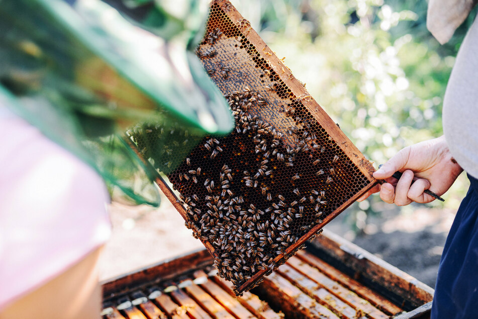 Beekeepers rent pollinating bee hives to Almond farmers annually to pollinate the crops (stock image).