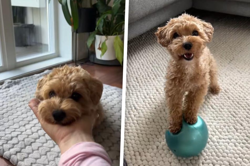 A walk and a cuddle are all most dogs need to be happy. But a little cognitive challenge doesn't hurt, as you can see from the case of little Bingo!