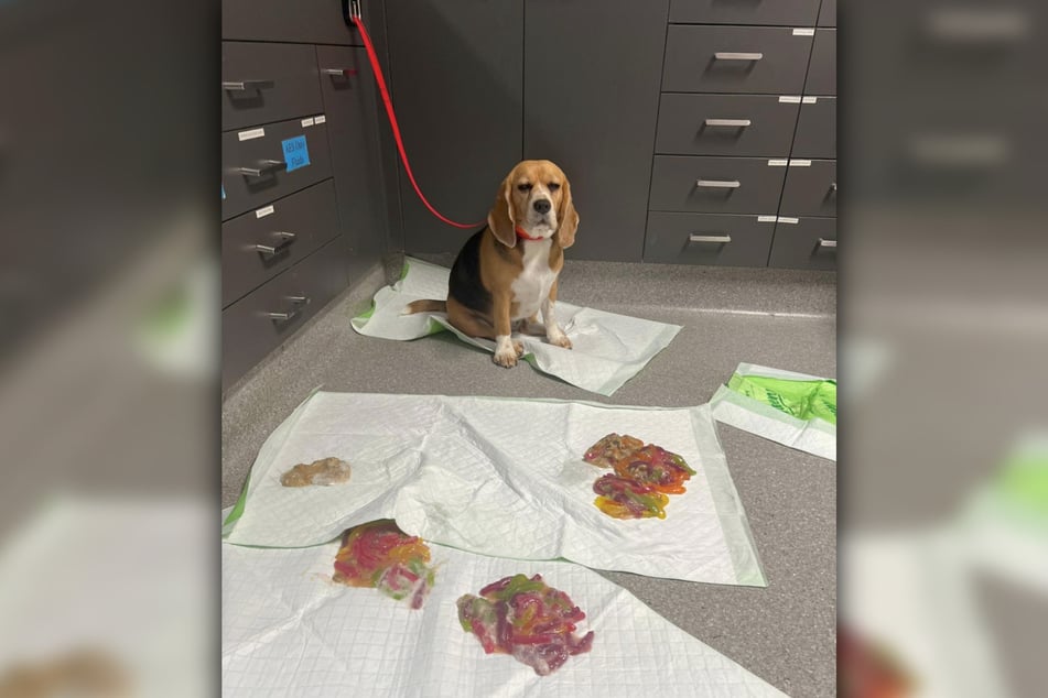 The beagle named Scooter got into her owners' candy stash.