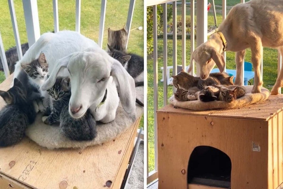 The GOAT babysitter scores "dream job" with cuddly kitten duty