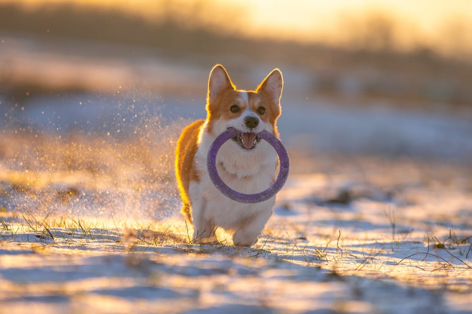 The Corgi-Husky mix is an active dog and should be challenged accordingly.