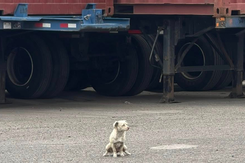 This little dog was sitting between the trucks – she refused to be rescued for days.