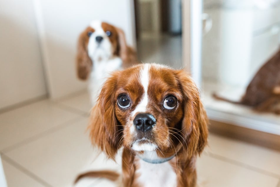 Just look at those eyes, what an absolute cutie!