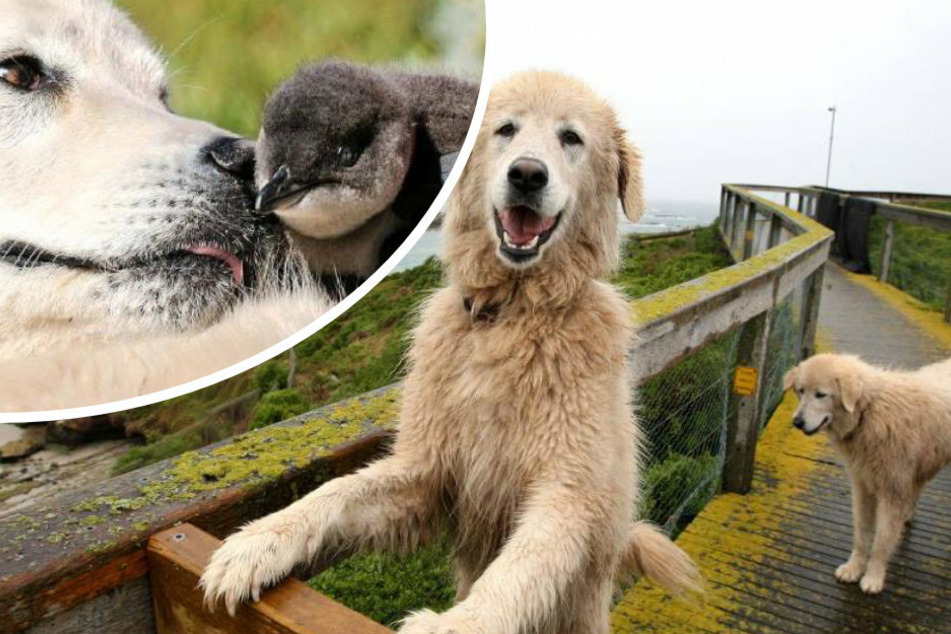 These dogs protect penguins, but now they too need some help!