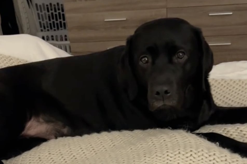 Poppy the Labrador clearly likes to play favorites at home!