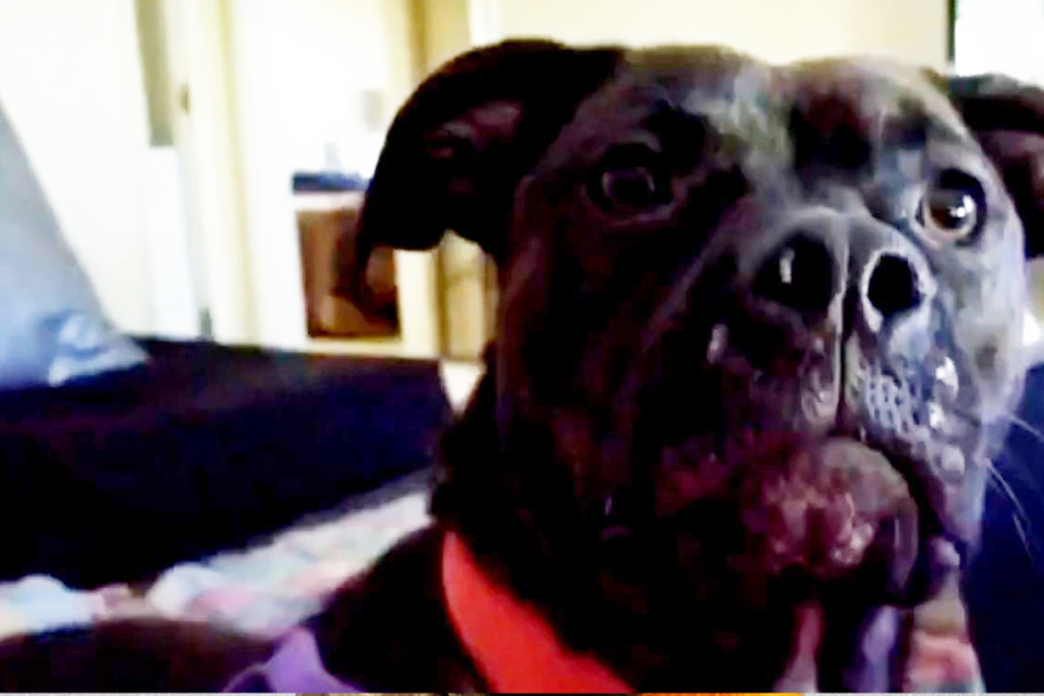 Woman's dog disappears – three years later, she gets an incredible call