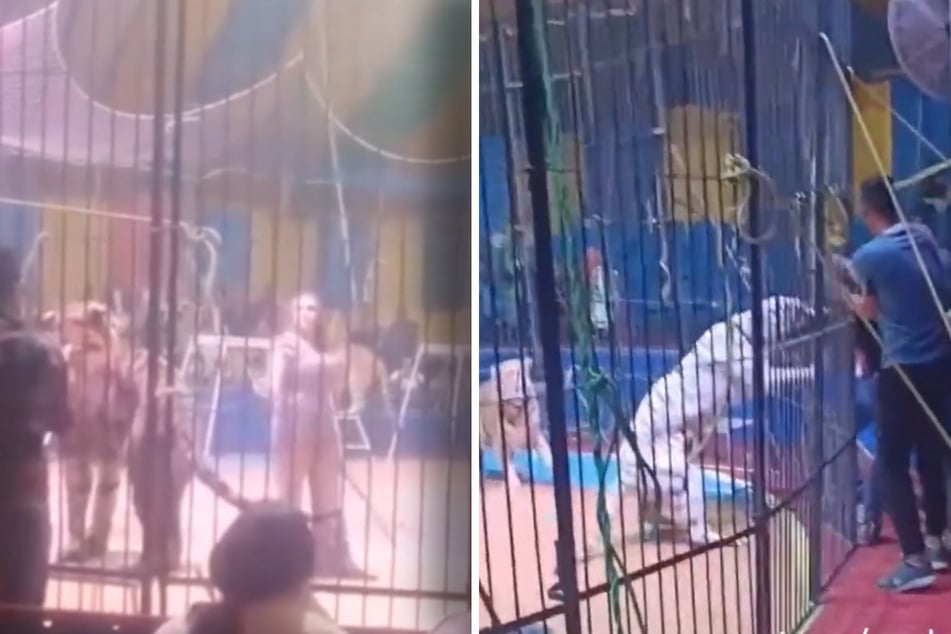 A disturbing incident occurred recently in an Egyptian circus when a white tiger suddenly attacked a man during a performance and seriously injured him, causing him to lose his left arm.