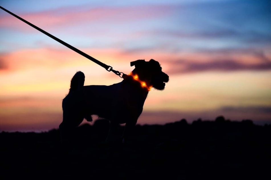 Dogs have better night vision than humans but can see fewer colors.