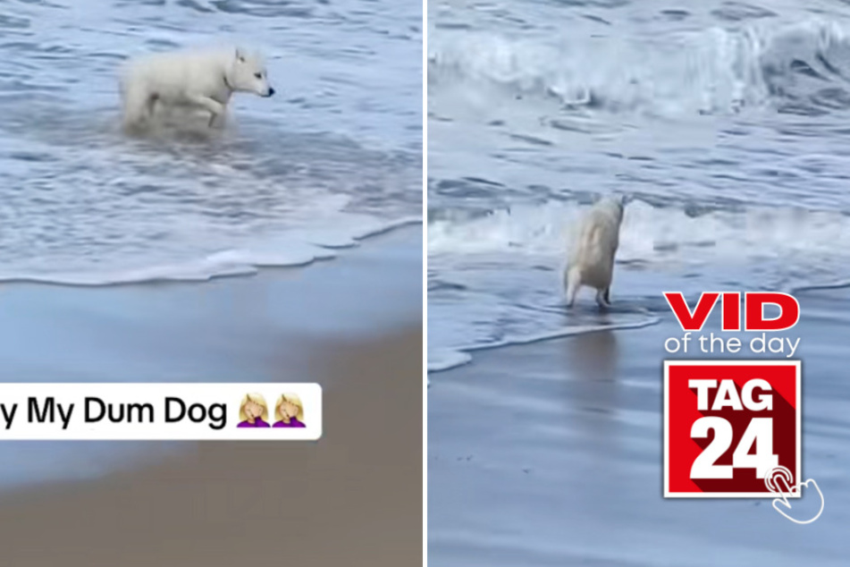 Viral Video of the Day for September 2, 2023: Dog pops a squat in funny ocean mishap