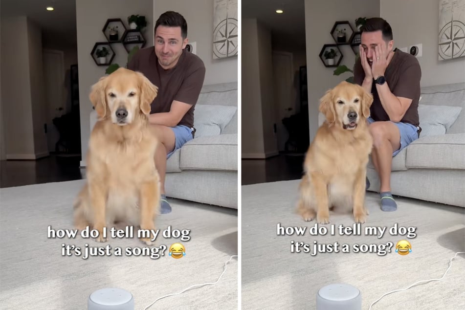Back it up, pup! Golden Retriever reacts to rap song as TikTok can't stop laughing