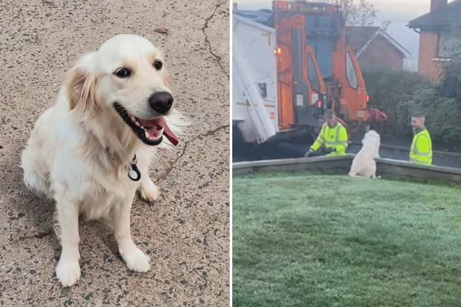 This sweet Golden Retriever dog is obsessed with the garbage collectors!