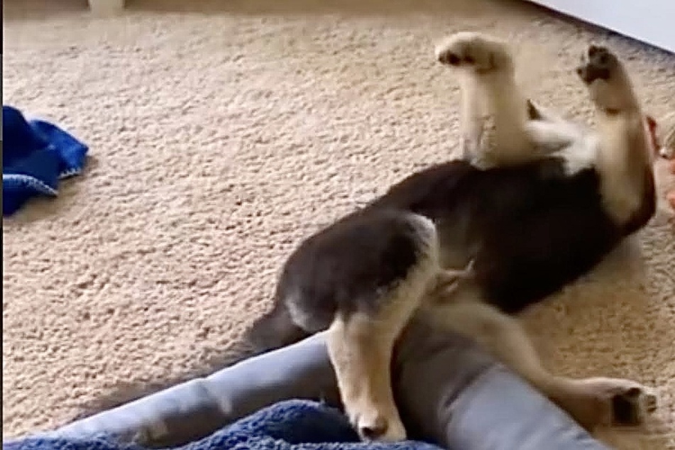 This six-breed mix makes for an incredible "dream dog"