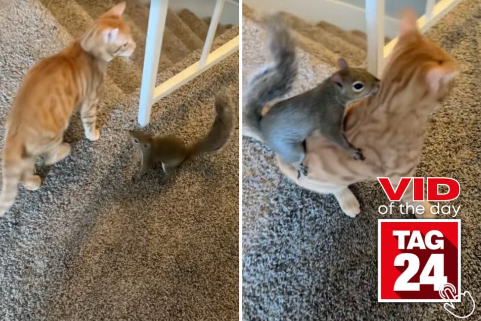 This cat and squirrel became best friends and play together in today's Viral Video of the Day!