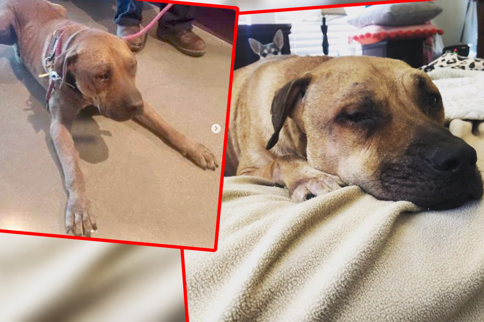 Traumatized dog struggles with his new home until he meets a feline friend