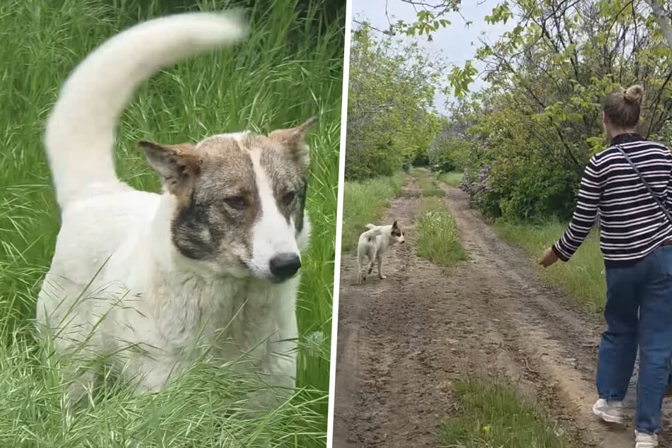 Stray dog begs woman to follow her – the reason why shatters her heart