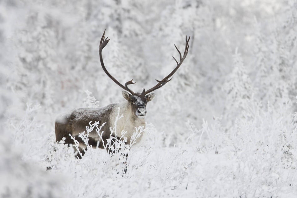 The Willow project could have severe impacts on caribou populations, which are a traditional means of sustenance for many Indigenous people in the region.