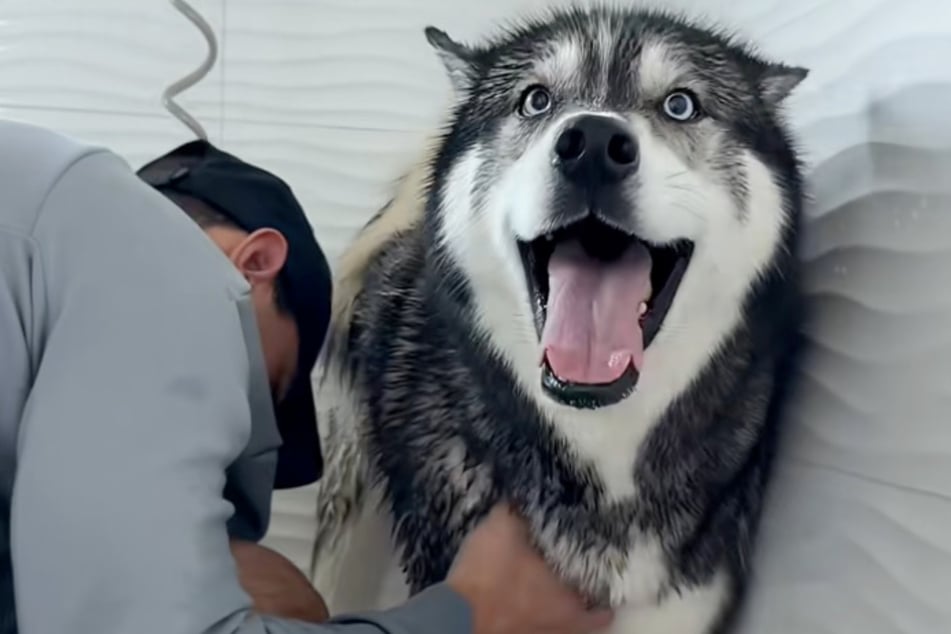This is what suffering looks like: Husky Titan lives up to its name not at all.