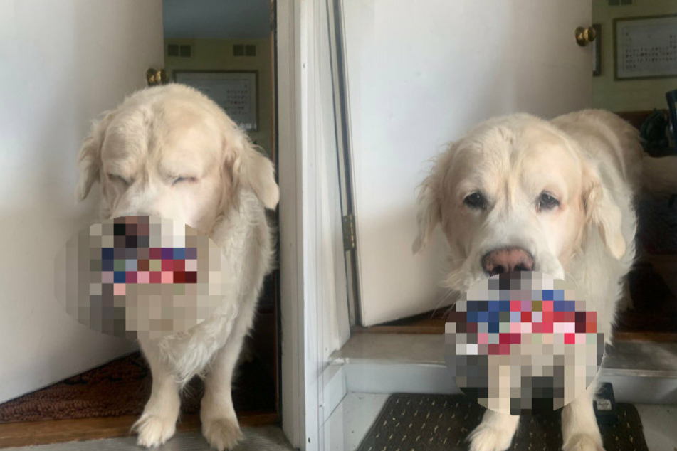 This dog is here to make sure you don't forget something important before you go out
