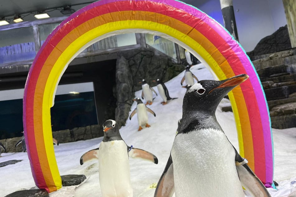 Same-sex penguin couple broken up by sad death that leads to heartbreaking reaction
