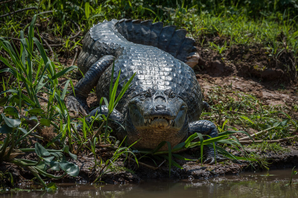 A man is attacked by an alligator, but his wife's lightning-fast reaction saves him. (Stock image)