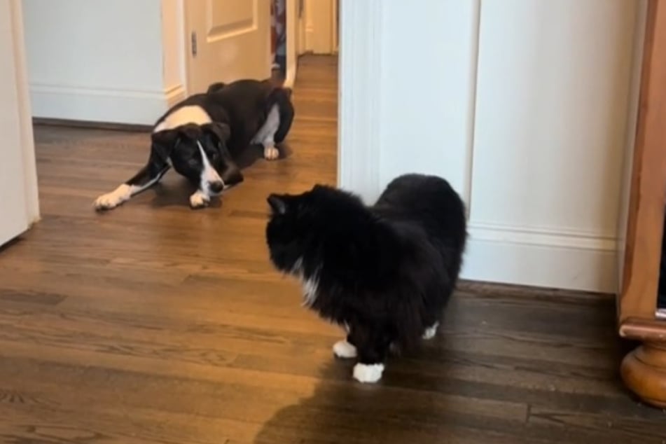 Avka the dog is more than used to dealing with cats she has adopted one of the characteristics of velvet paws.