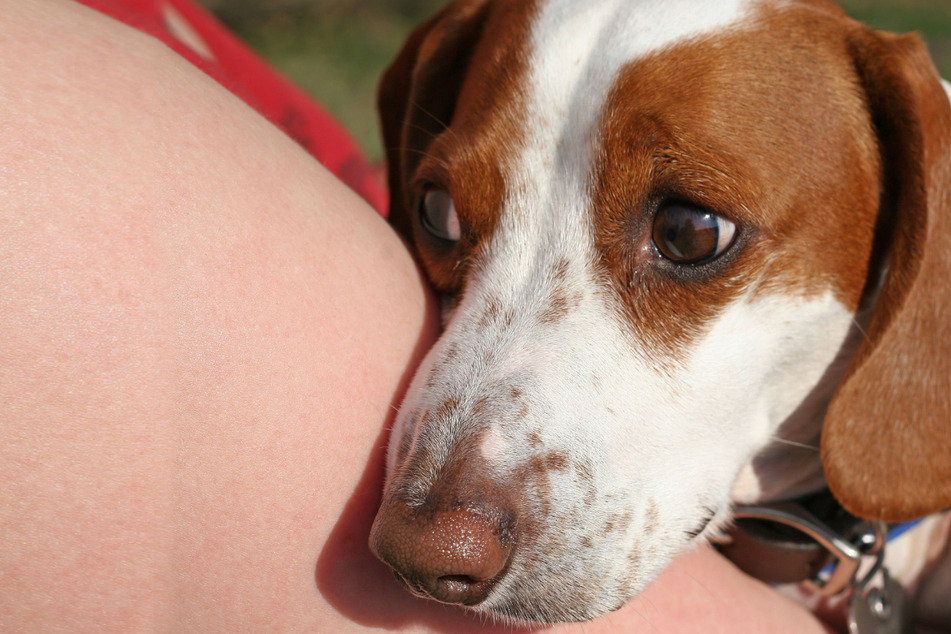The nose knows! Can dogs smell epileptic seizures before they happen?
