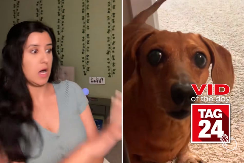 Today's Viral Video of the Day features a doggy detective looking for his old but cherished toy!