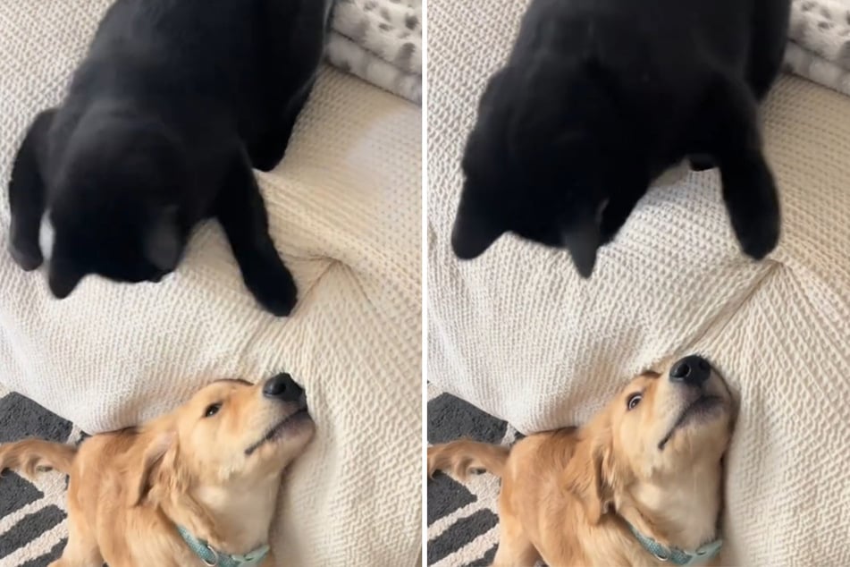 Grumpy cat's hysterical response to new puppy sister goes viral