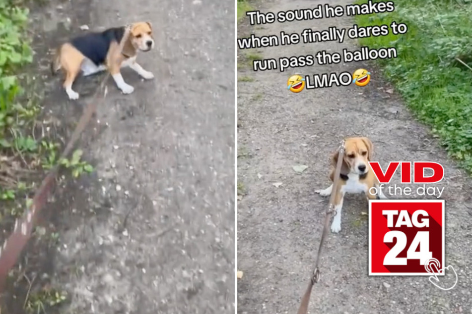 Viral Video of the Day for September 10, 2023: Beagle terrified by balloon has TikTok in tears of laughter