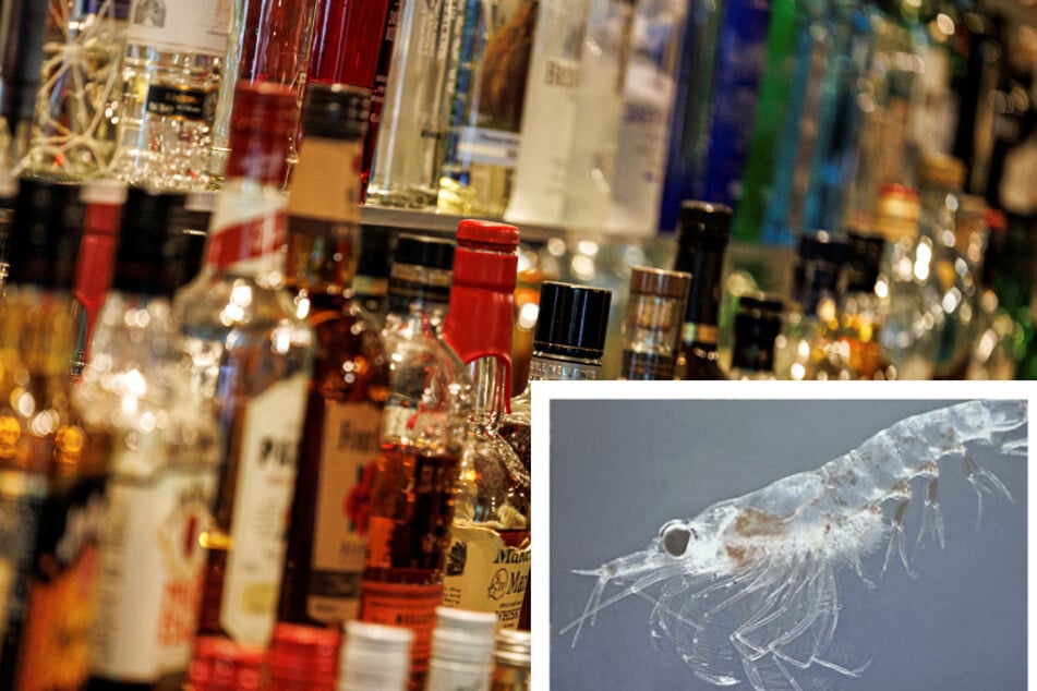 Bad hangovers? Krill oil might be the cure